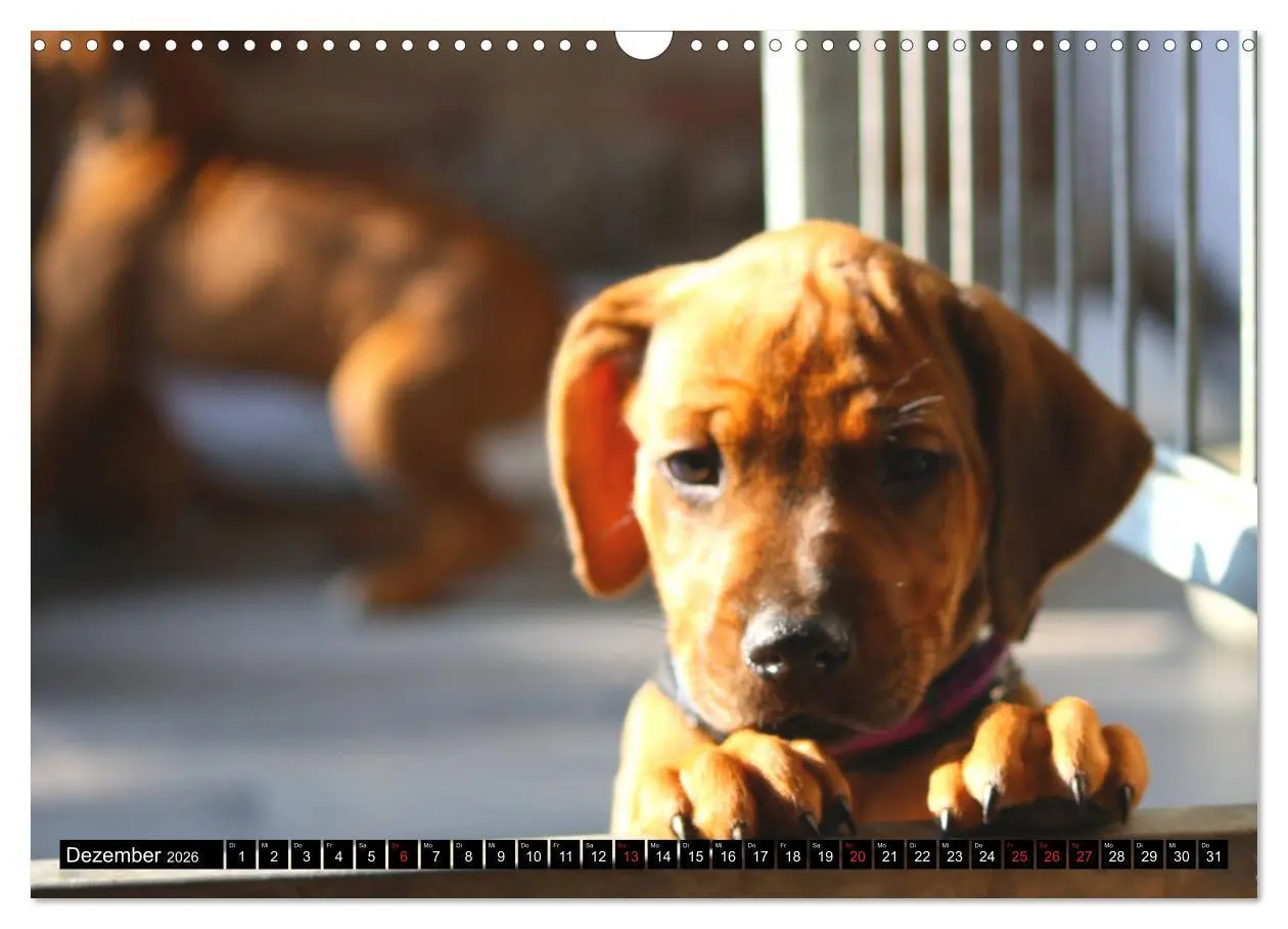 Bild: 9783457936917 | Rhodesian Ridgeback - Schnappschüsse - (Wandkalender 2026 DIN A3...