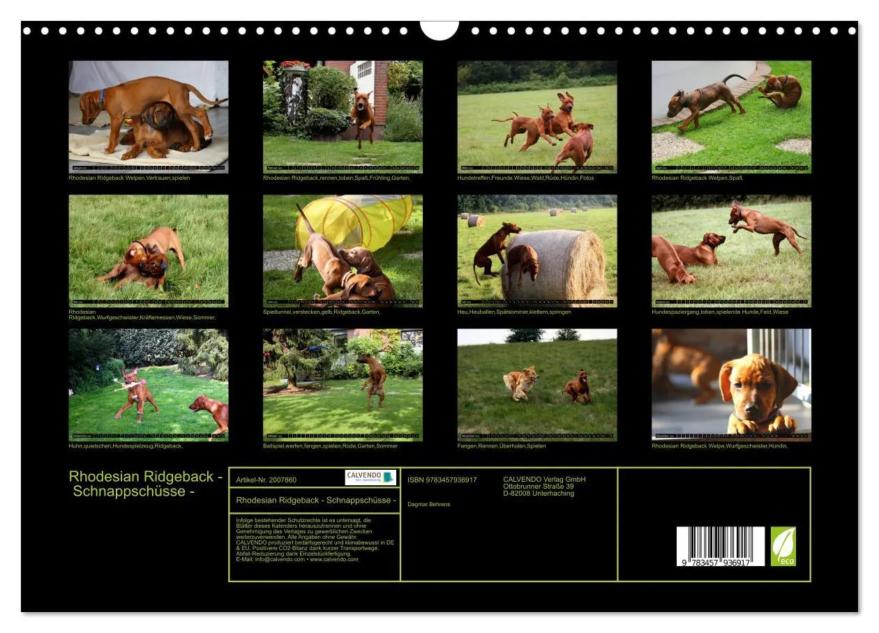 Bild: 9783457936917 | Rhodesian Ridgeback - Schnappschüsse - (Wandkalender 2026 DIN A3...