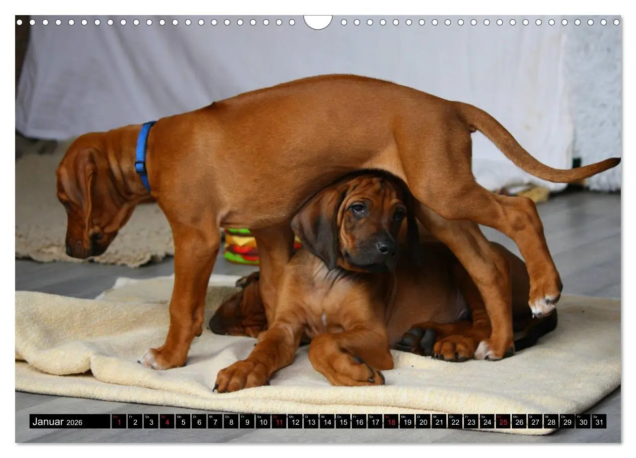 Bild: 9783457936917 | Rhodesian Ridgeback - Schnappschüsse - (Wandkalender 2026 DIN A3...