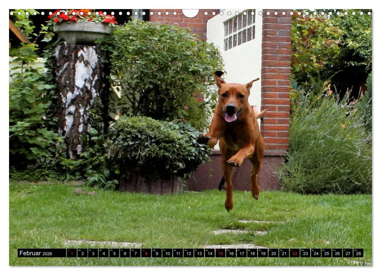 Bild: 9783457936917 | Rhodesian Ridgeback - Schnappschüsse - (Wandkalender 2026 DIN A3...