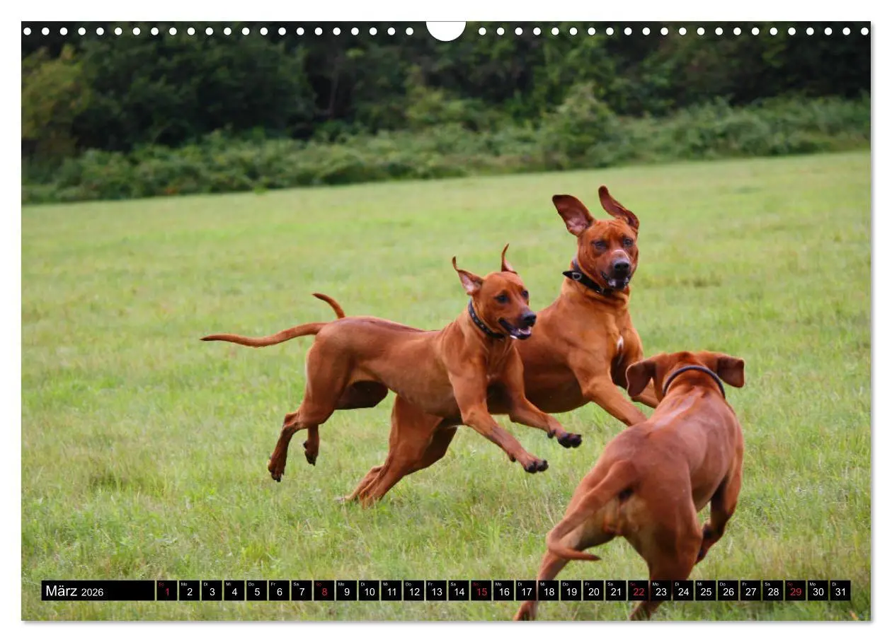 Bild: 9783457936917 | Rhodesian Ridgeback - Schnappschüsse - (Wandkalender 2026 DIN A3...