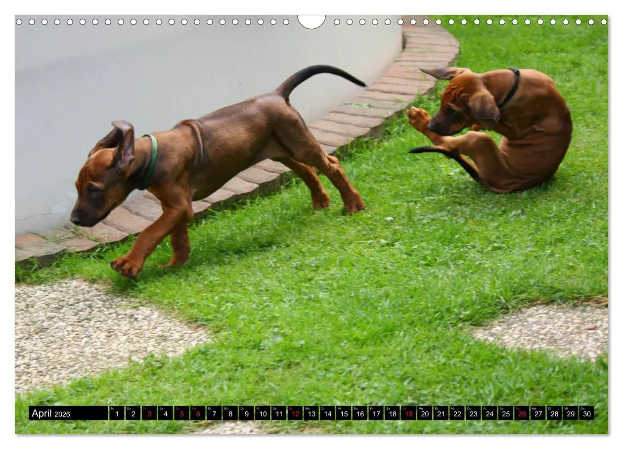 Bild: 9783457936917 | Rhodesian Ridgeback - Schnappschüsse - (Wandkalender 2026 DIN A3...