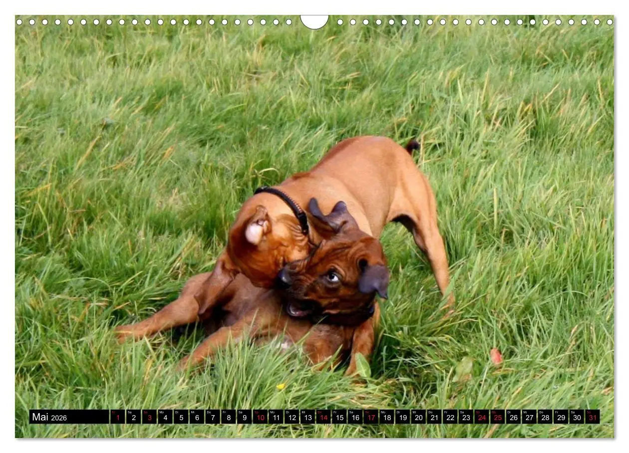 Bild: 9783457936917 | Rhodesian Ridgeback - Schnappschüsse - (Wandkalender 2026 DIN A3...
