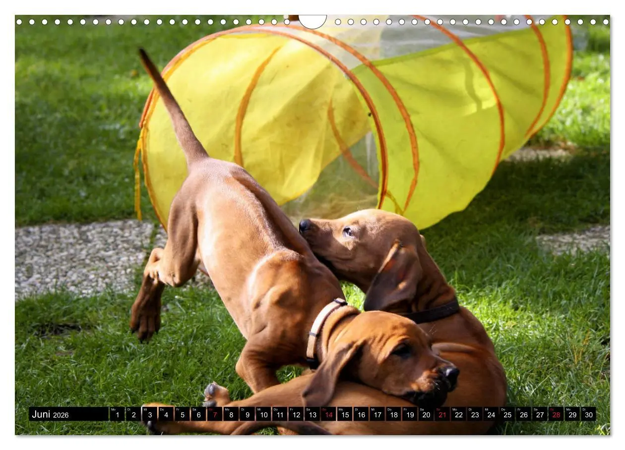 Bild: 9783457936917 | Rhodesian Ridgeback - Schnappschüsse - (Wandkalender 2026 DIN A3...