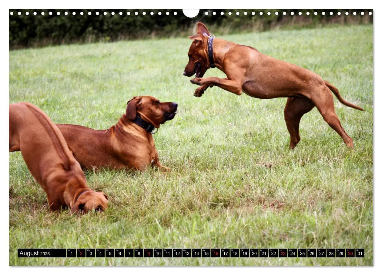 Bild: 9783457936917 | Rhodesian Ridgeback - Schnappschüsse - (Wandkalender 2026 DIN A3...