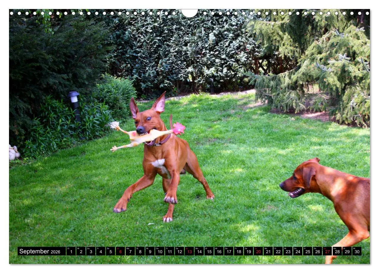 Bild: 9783457936917 | Rhodesian Ridgeback - Schnappschüsse - (Wandkalender 2026 DIN A3...