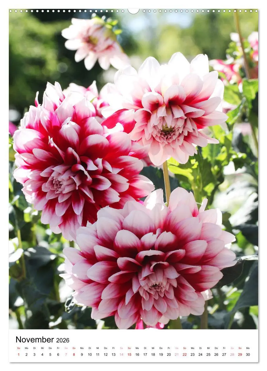 Bild: 9783516266917 | Ein Jahr voller Blumen (Wandkalender 2026 DIN A2 hoch), CALVENDO...