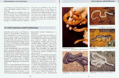 Bild: 9783931587017 | Kornnattern | Wolfgang Schmidt | Taschenbuch | Terrarien Bibliothek