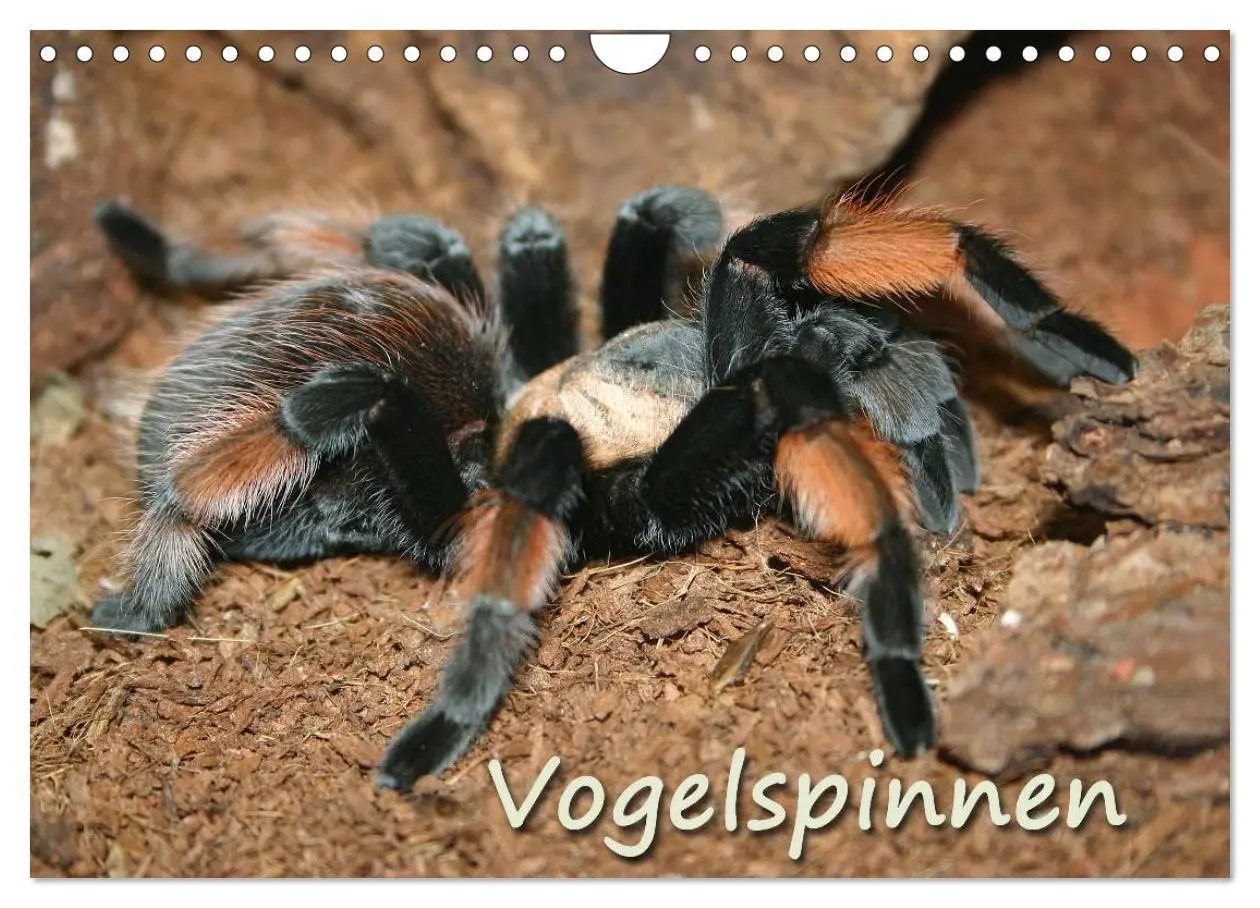 Cover: 9783516077117 | Vogelspinnen (Wandkalender 2026 DIN A4 quer), CALVENDO Monatskalender