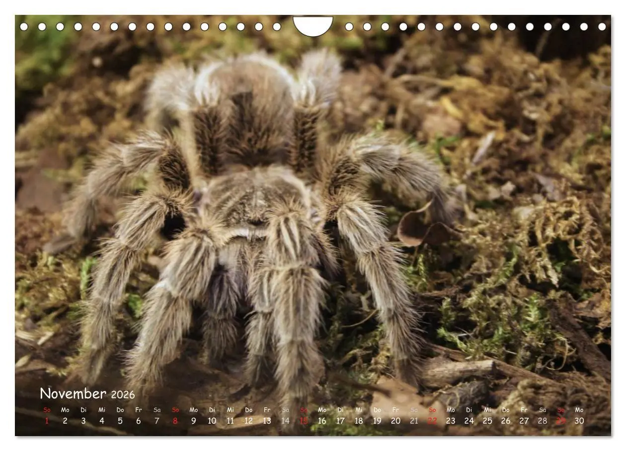 Bild: 9783516077117 | Vogelspinnen (Wandkalender 2026 DIN A4 quer), CALVENDO Monatskalender