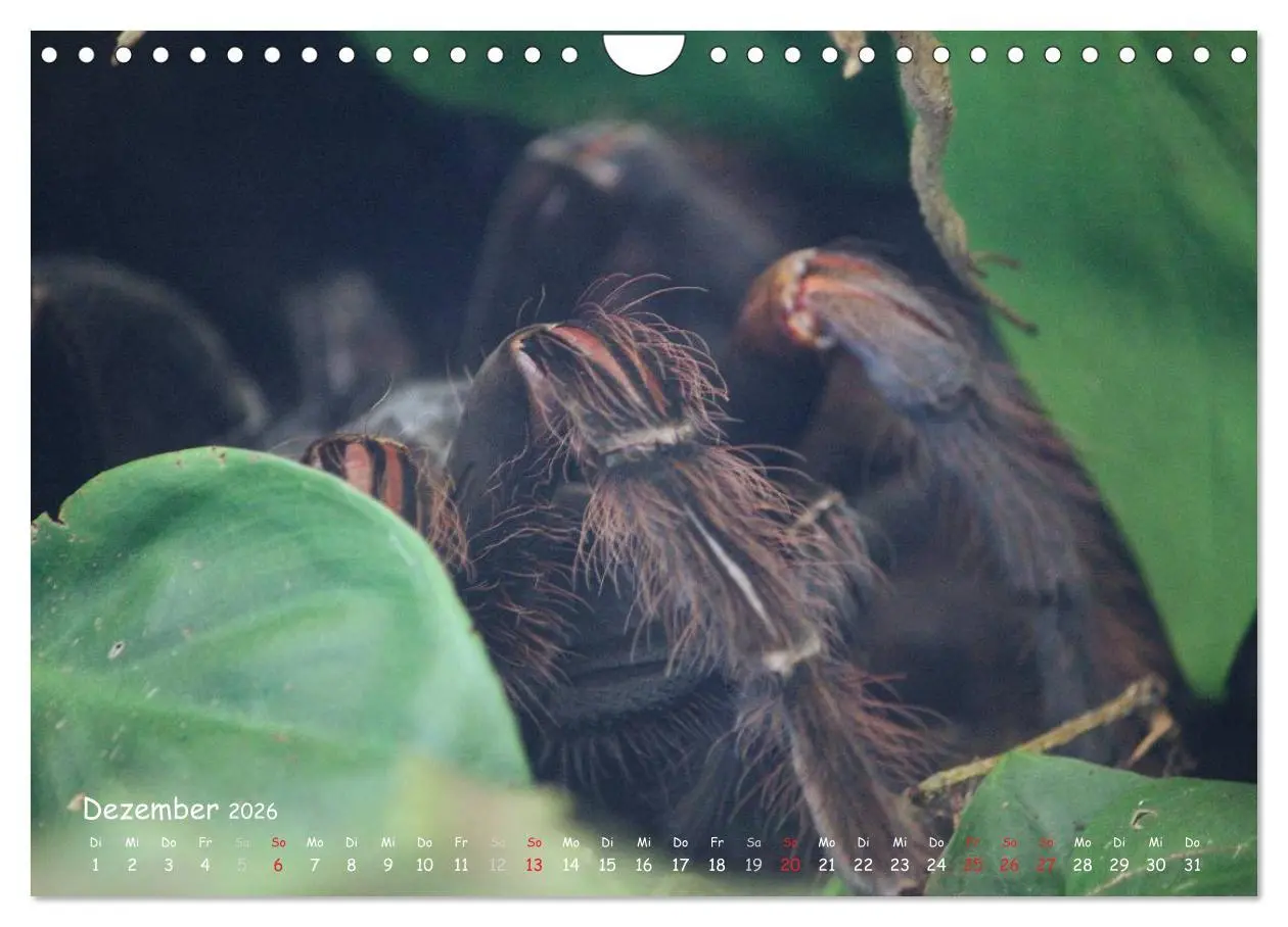 Bild: 9783516077117 | Vogelspinnen (Wandkalender 2026 DIN A4 quer), CALVENDO Monatskalender