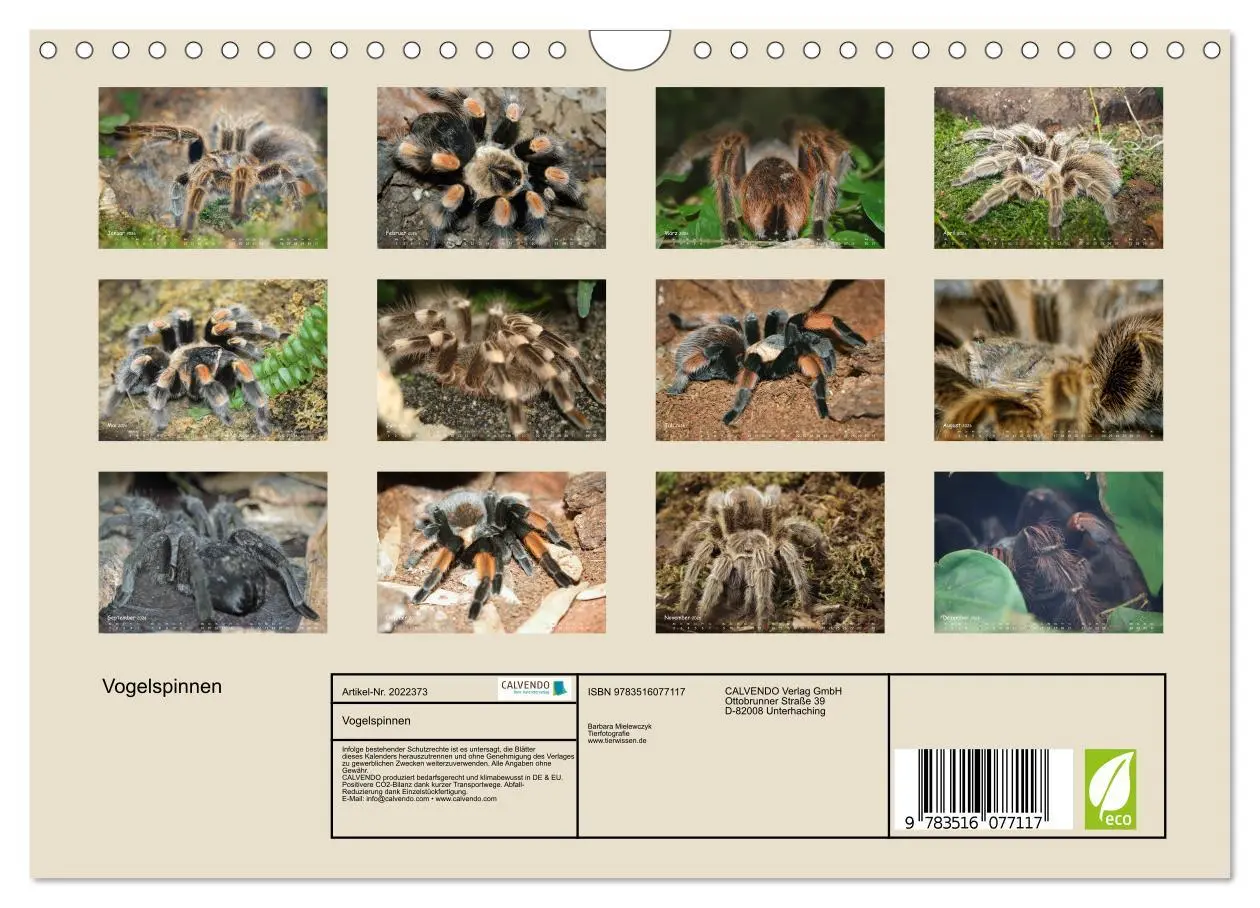 Bild: 9783516077117 | Vogelspinnen (Wandkalender 2026 DIN A4 quer), CALVENDO Monatskalender