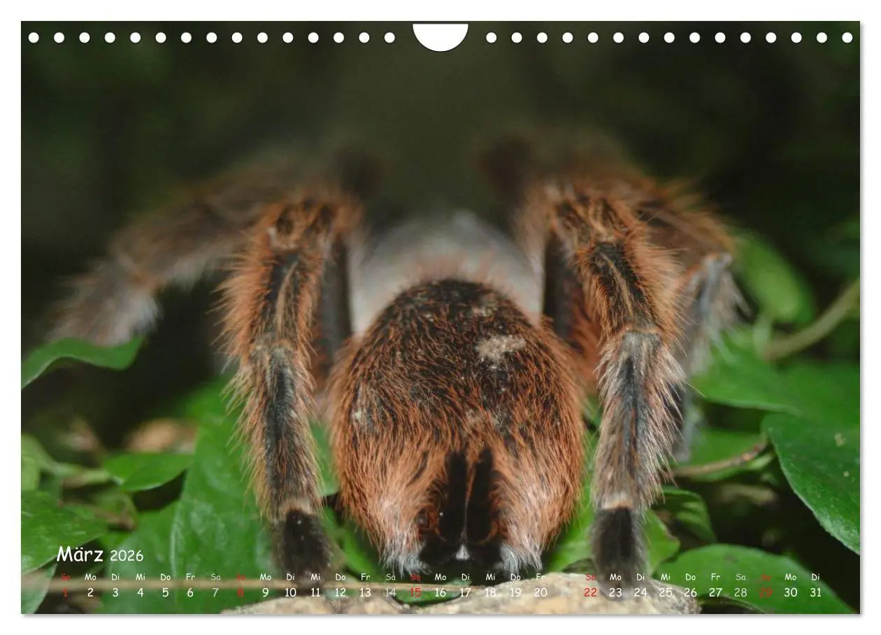 Bild: 9783516077117 | Vogelspinnen (Wandkalender 2026 DIN A4 quer), CALVENDO Monatskalender