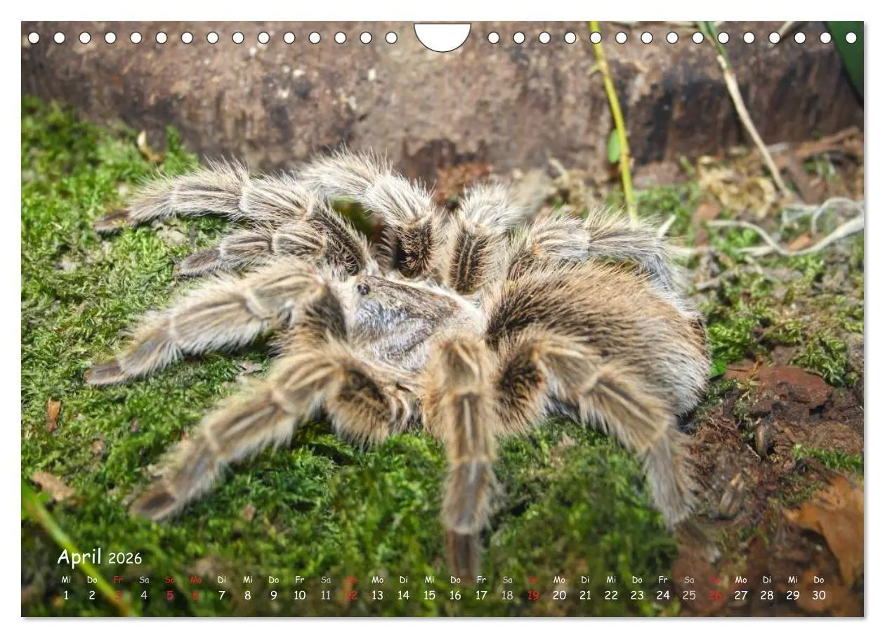 Bild: 9783516077117 | Vogelspinnen (Wandkalender 2026 DIN A4 quer), CALVENDO Monatskalender