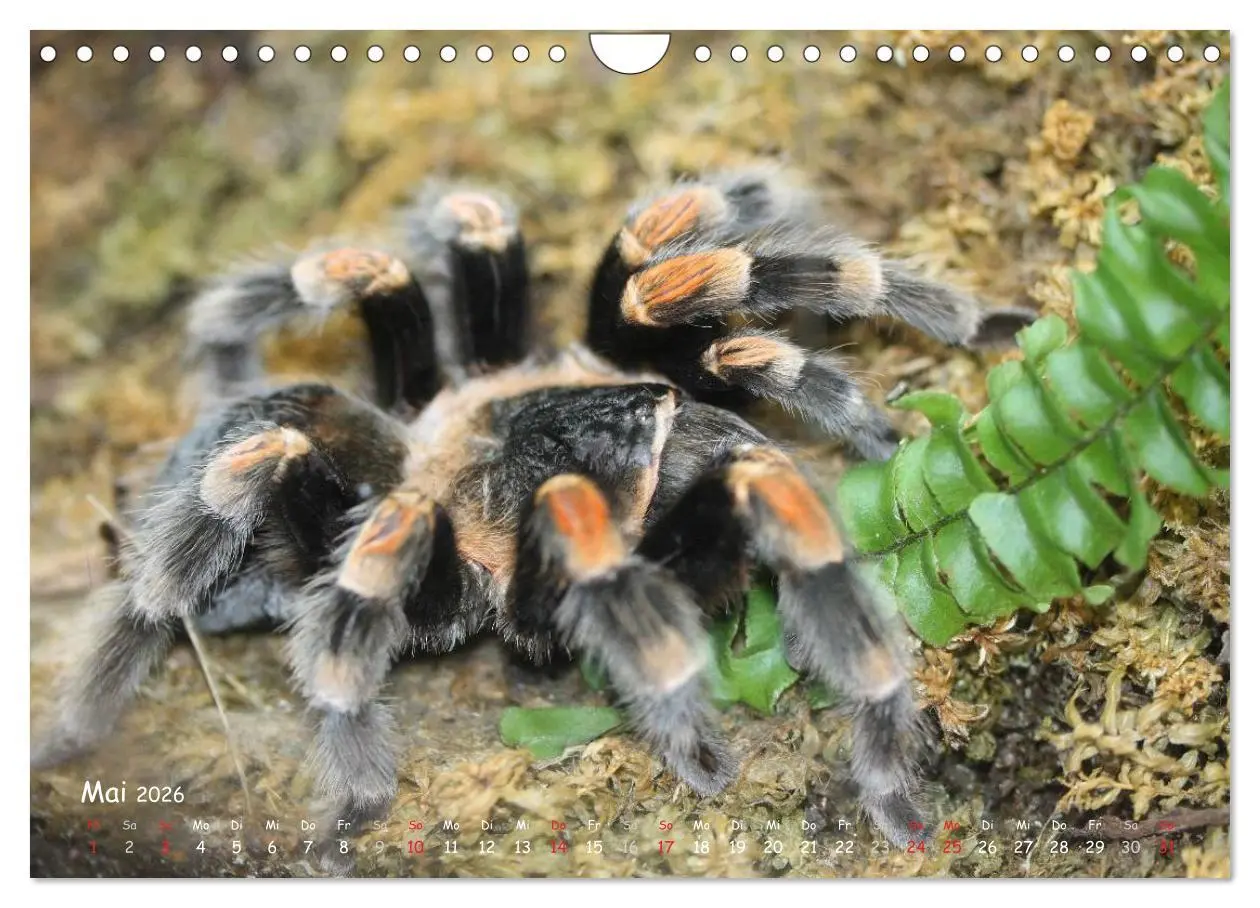 Bild: 9783516077117 | Vogelspinnen (Wandkalender 2026 DIN A4 quer), CALVENDO Monatskalender