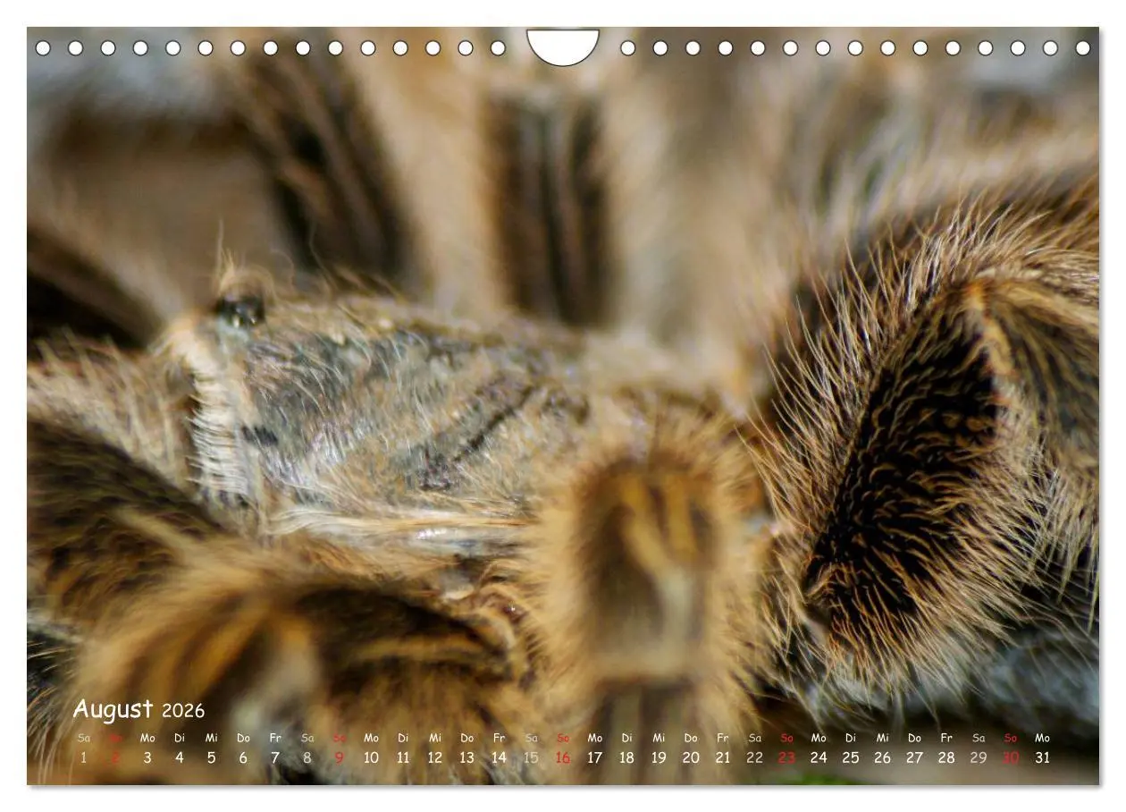 Bild: 9783516077117 | Vogelspinnen (Wandkalender 2026 DIN A4 quer), CALVENDO Monatskalender