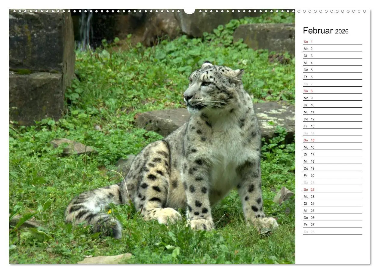 Bild: 9783516147117 | Der Schneeleopard (hochwertiger Premium Wandkalender 2026 DIN A2...