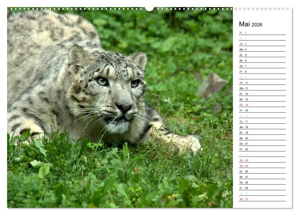 Bild: 9783516147117 | Der Schneeleopard (hochwertiger Premium Wandkalender 2026 DIN A2...