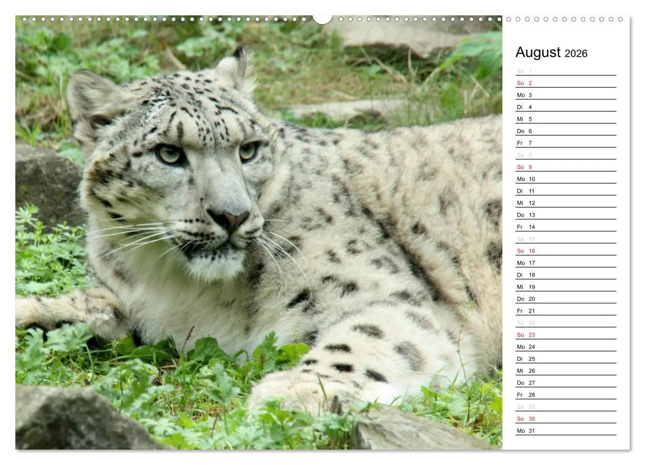 Bild: 9783516147117 | Der Schneeleopard (hochwertiger Premium Wandkalender 2026 DIN A2...