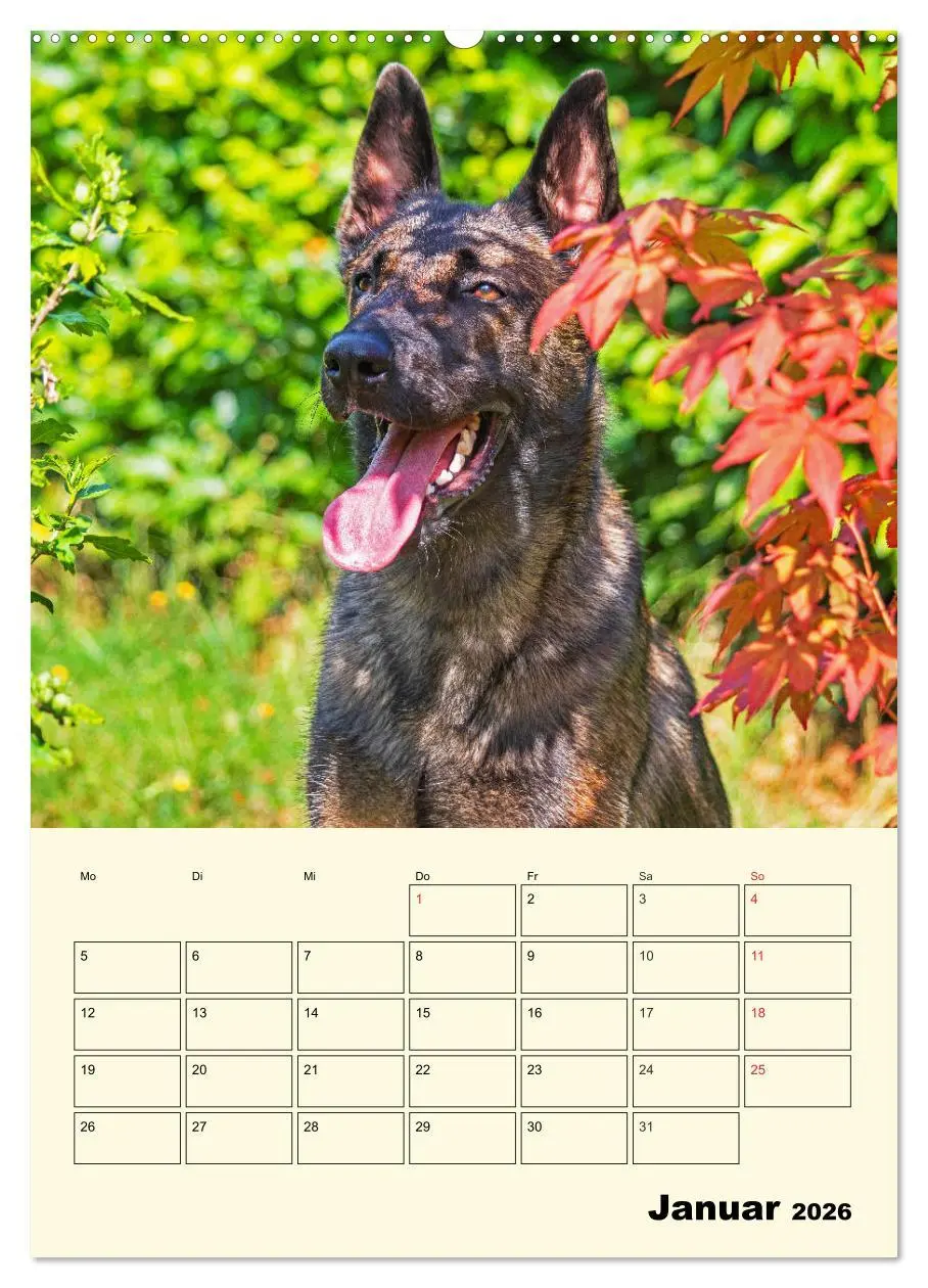 Bild: 9783516387117 | Familienplaner Tausendsassa Malinois (Wandkalender 2026 DIN A2...