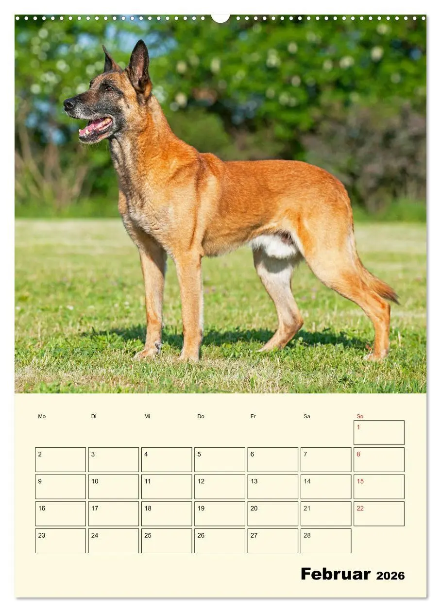 Bild: 9783516387117 | Familienplaner Tausendsassa Malinois (Wandkalender 2026 DIN A2...