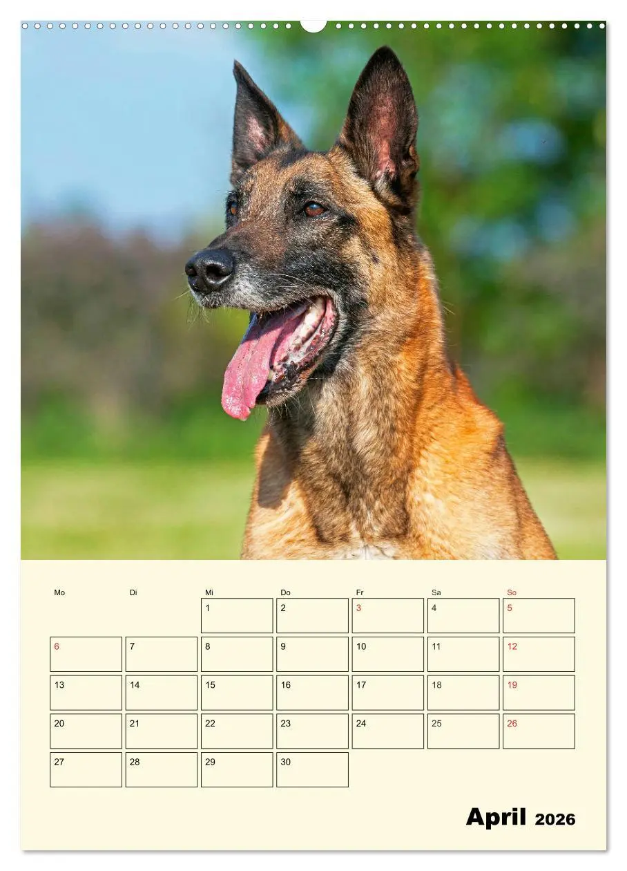 Bild: 9783516387117 | Familienplaner Tausendsassa Malinois (Wandkalender 2026 DIN A2...