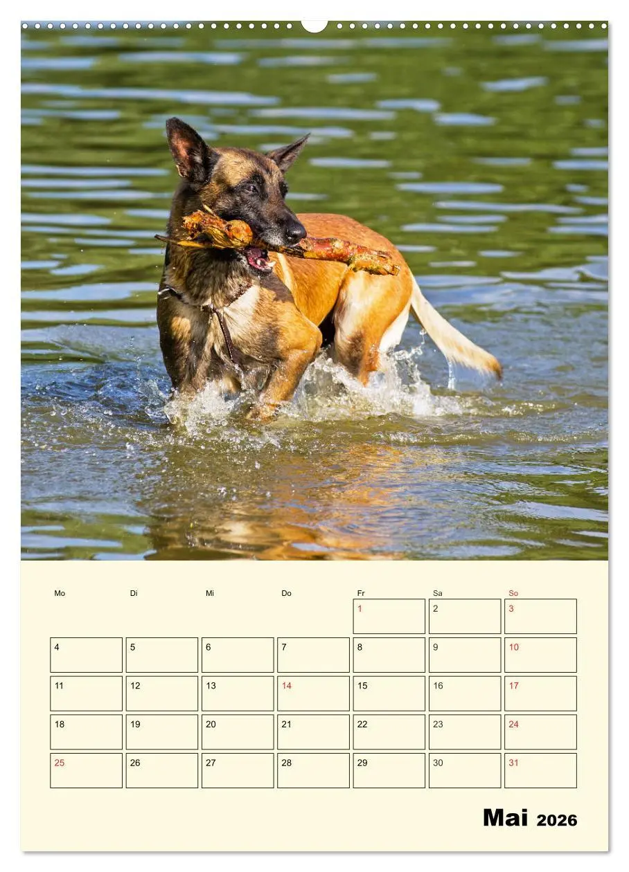 Bild: 9783516387117 | Familienplaner Tausendsassa Malinois (Wandkalender 2026 DIN A2...