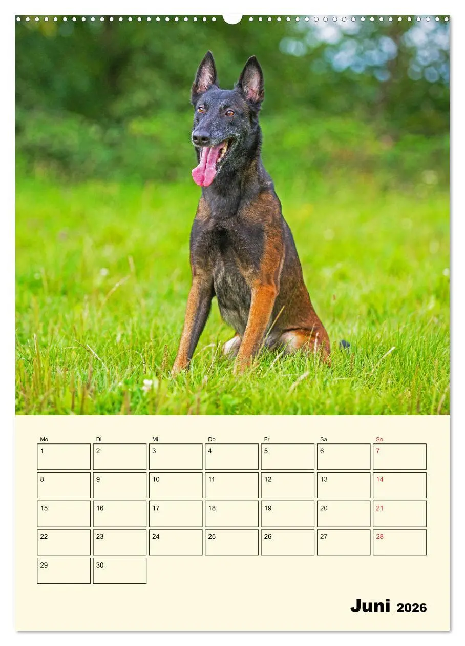 Bild: 9783516387117 | Familienplaner Tausendsassa Malinois (Wandkalender 2026 DIN A2...
