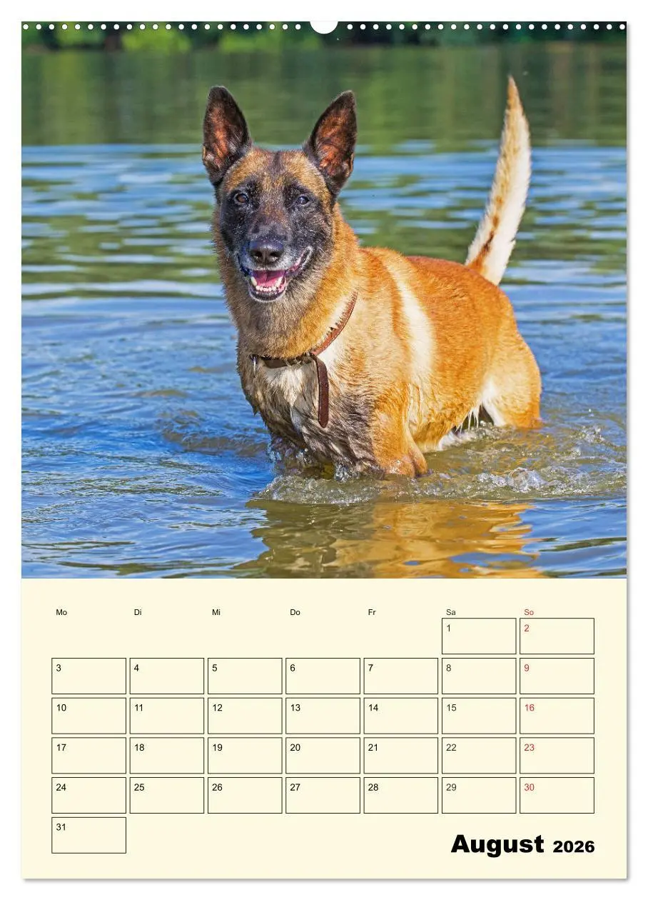 Bild: 9783516387117 | Familienplaner Tausendsassa Malinois (Wandkalender 2026 DIN A2...