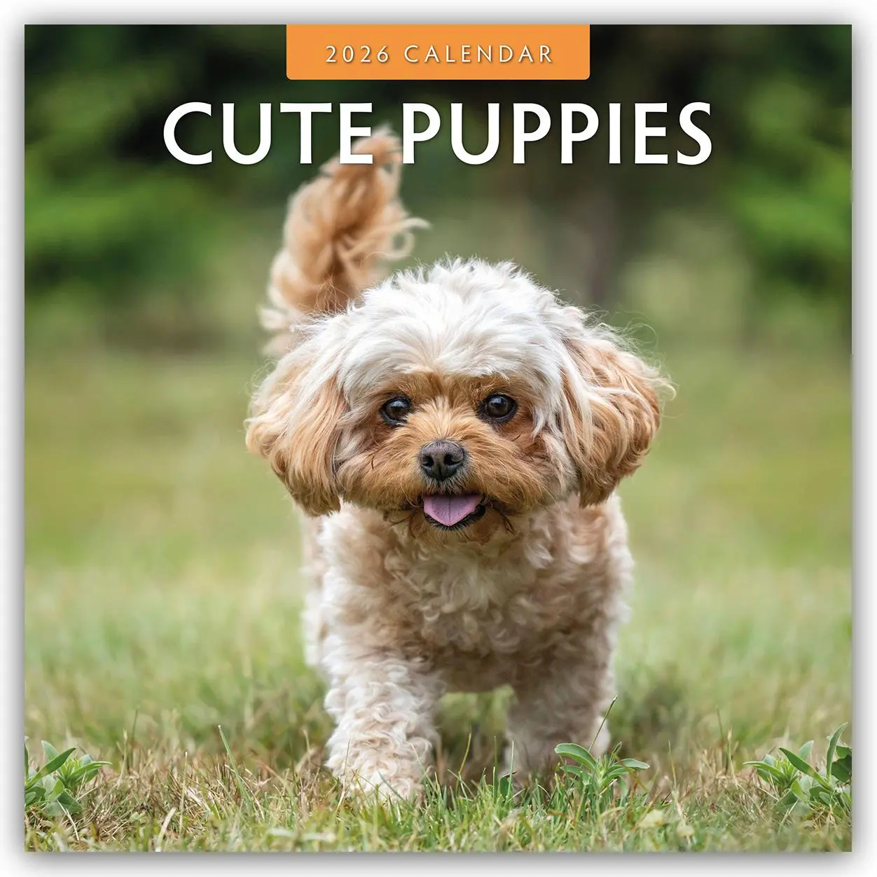 Cover: 9781804427217 | Cute Puppies 2026 Square Wall Calendar | Red Robin | Taschenbuch