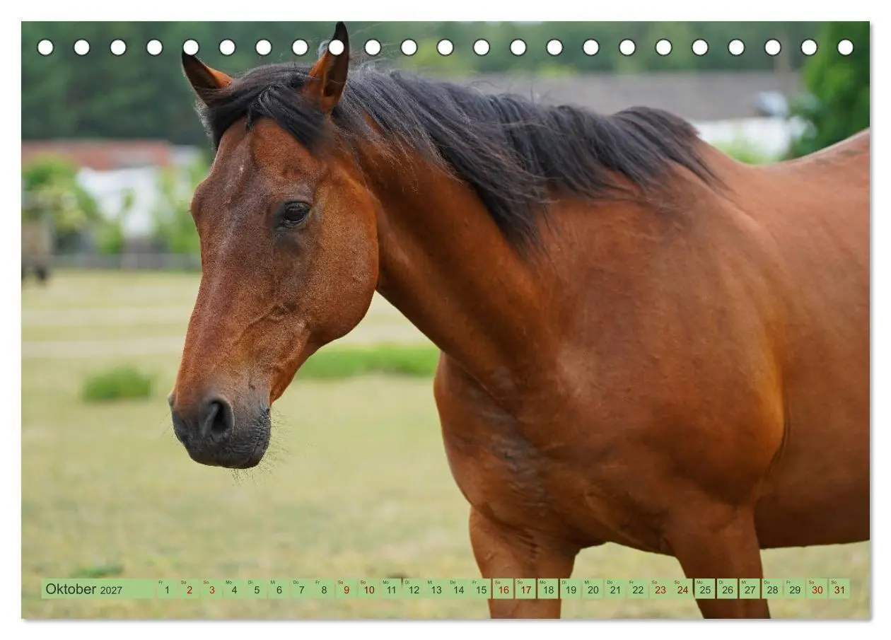Bild: 9783569387317 | Faszination Trakehner (Tischkalender 2027 DIN A5 quer), CALVENDO...