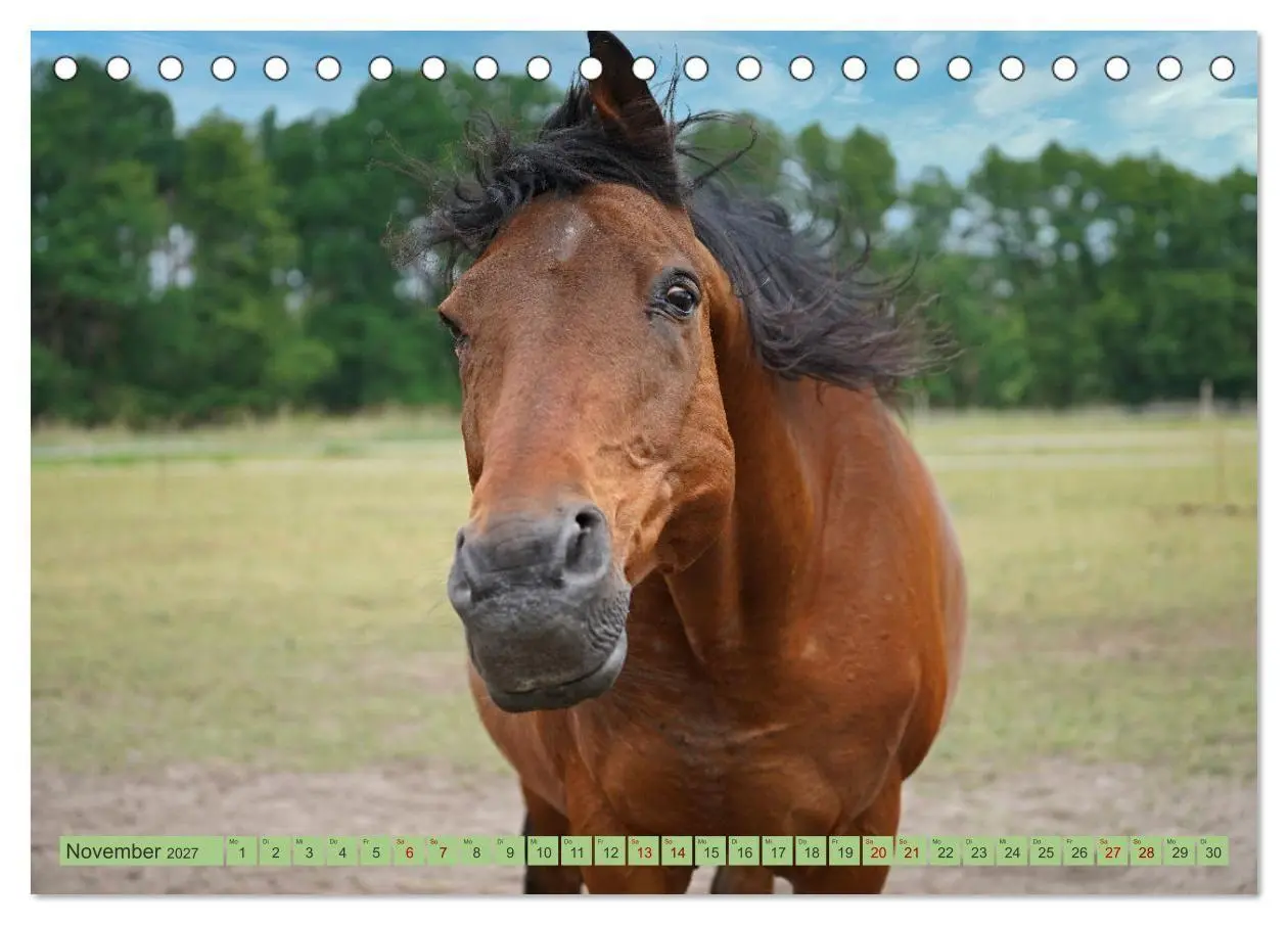 Bild: 9783569387317 | Faszination Trakehner (Tischkalender 2027 DIN A5 quer), CALVENDO...