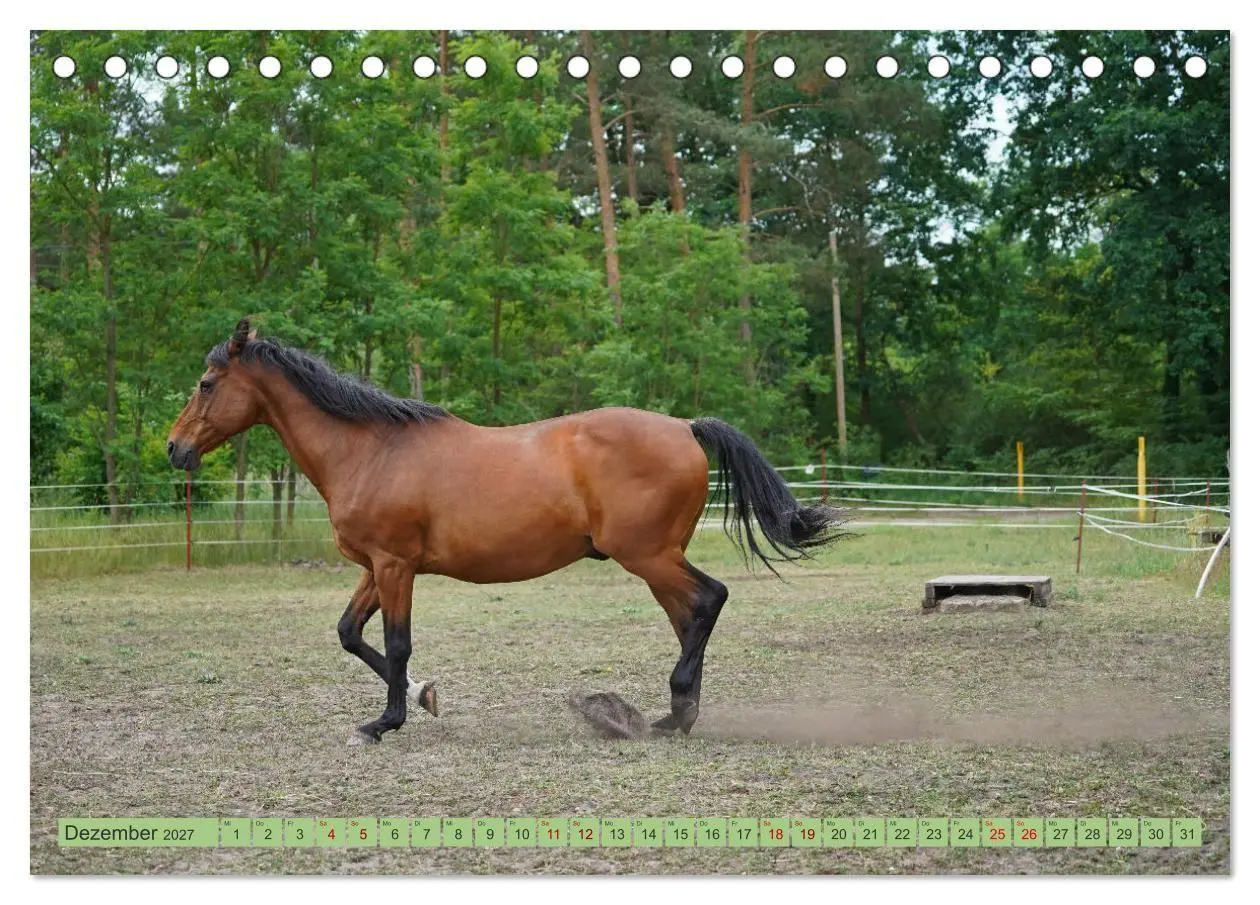 Bild: 9783569387317 | Faszination Trakehner (Tischkalender 2027 DIN A5 quer), CALVENDO...