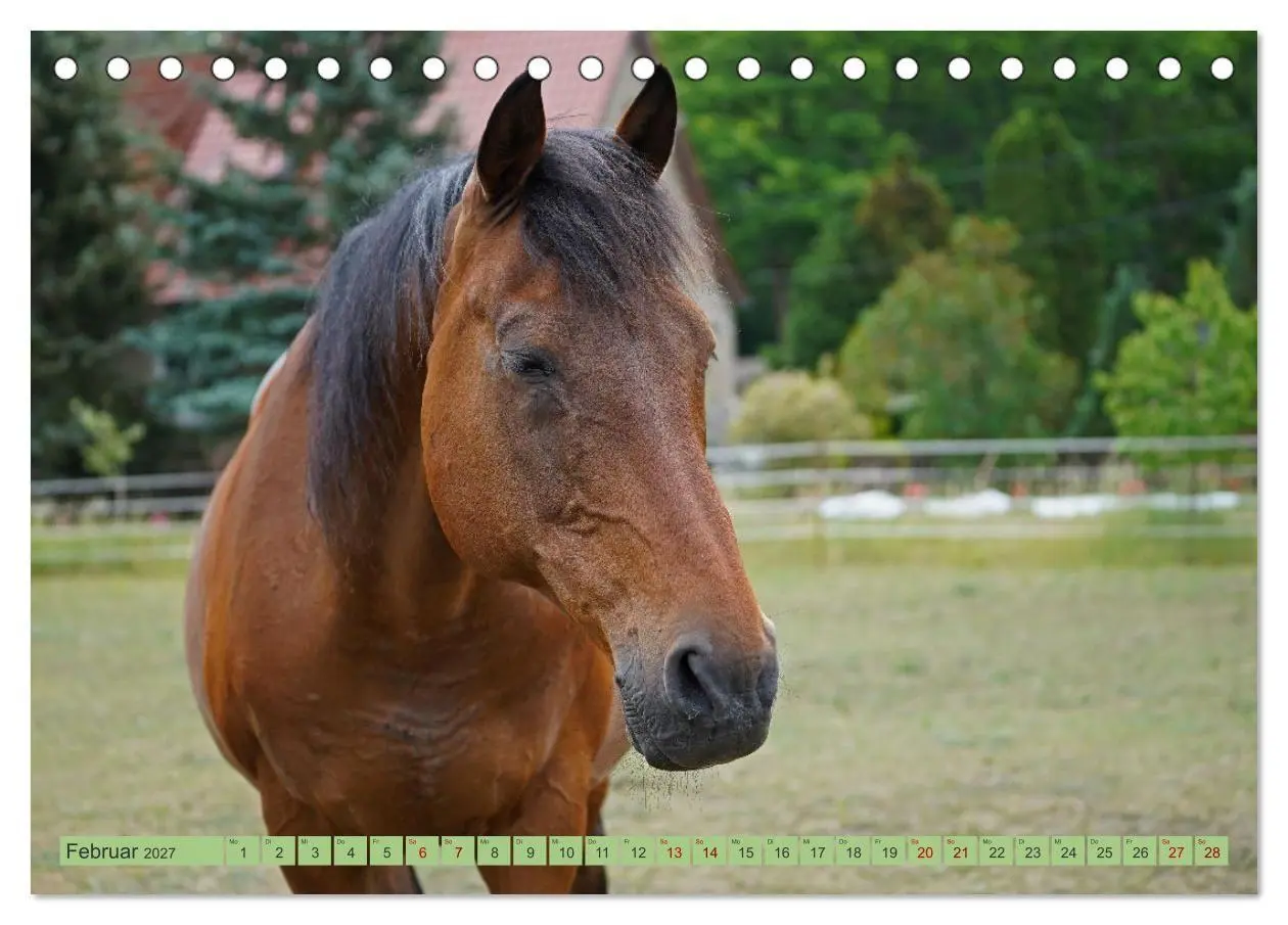 Bild: 9783569387317 | Faszination Trakehner (Tischkalender 2027 DIN A5 quer), CALVENDO...