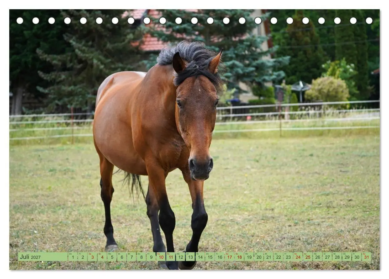 Bild: 9783569387317 | Faszination Trakehner (Tischkalender 2027 DIN A5 quer), CALVENDO...