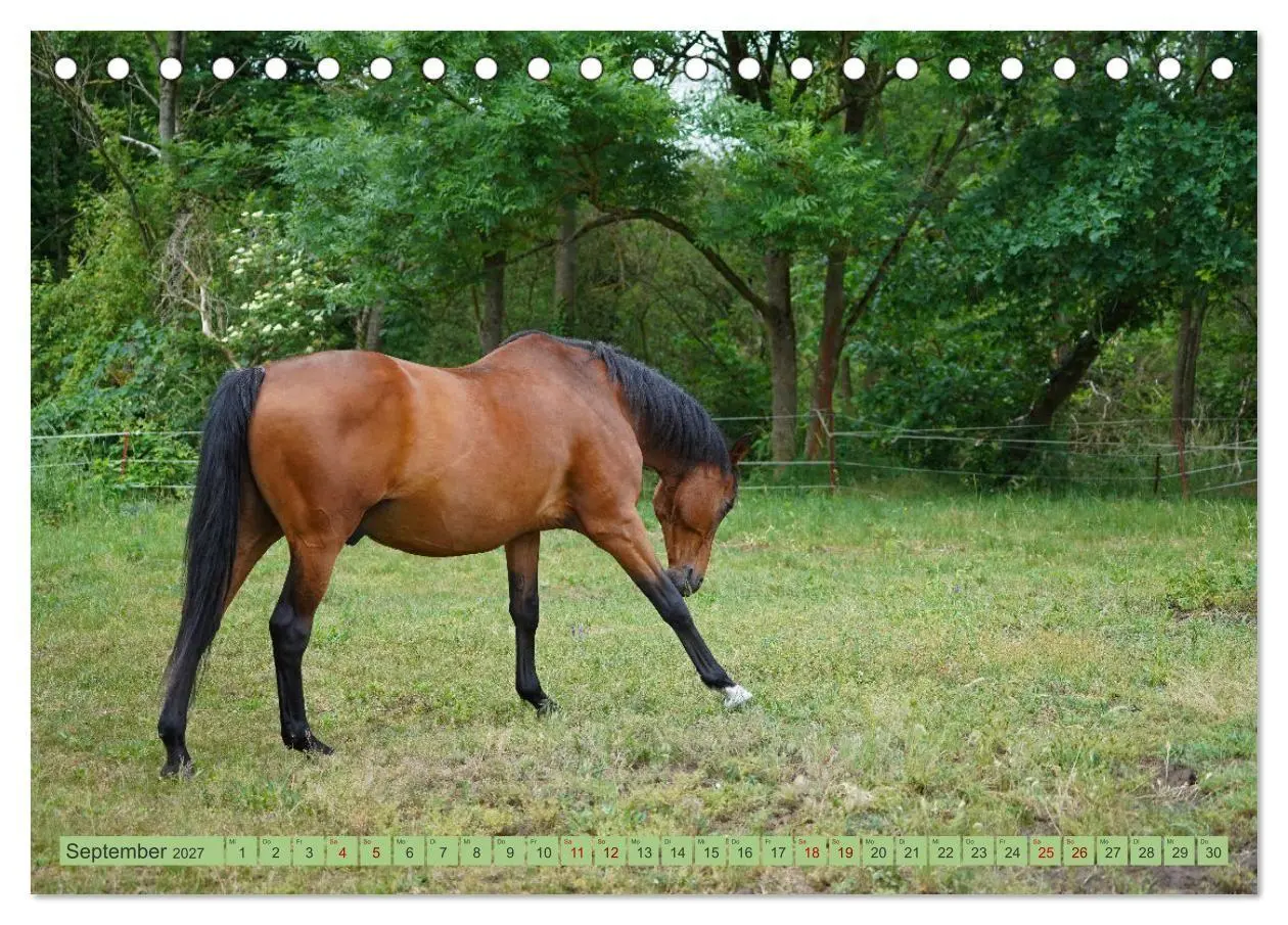Bild: 9783569387317 | Faszination Trakehner (Tischkalender 2027 DIN A5 quer), CALVENDO...