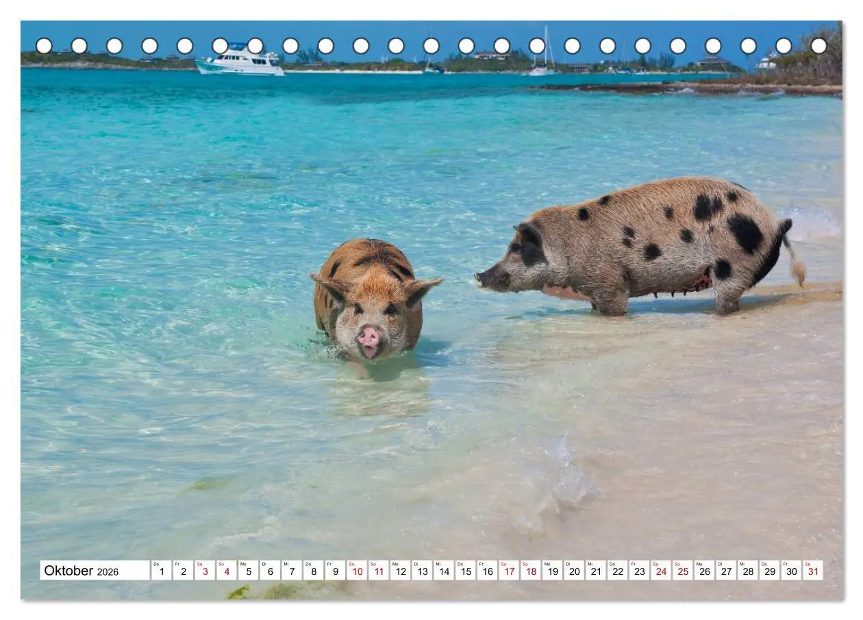 Bild: 9783457887417 | Schweine im Dauerurlaub auf den Bahamas! (Tischkalender 2026 DIN A5...
