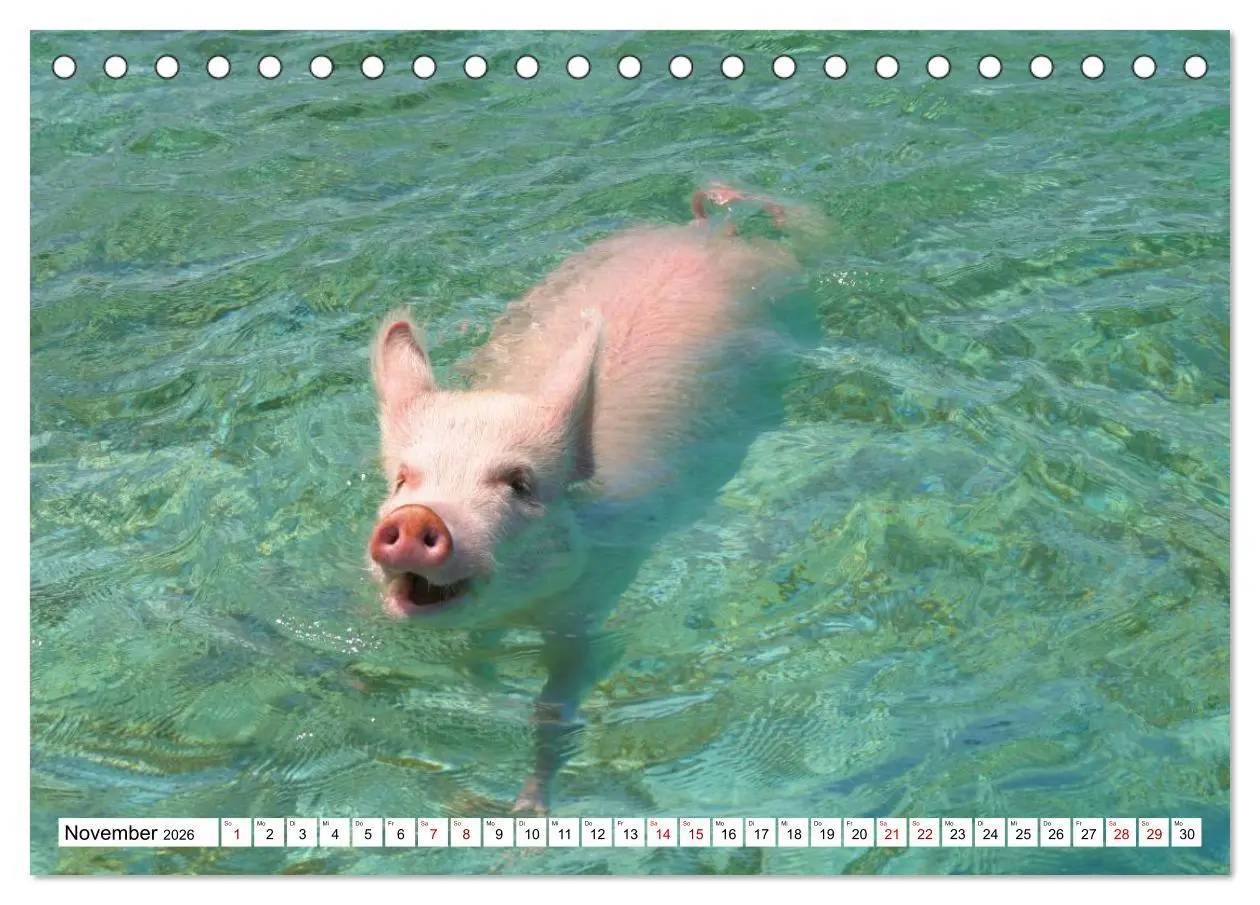 Bild: 9783457887417 | Schweine im Dauerurlaub auf den Bahamas! (Tischkalender 2026 DIN A5...