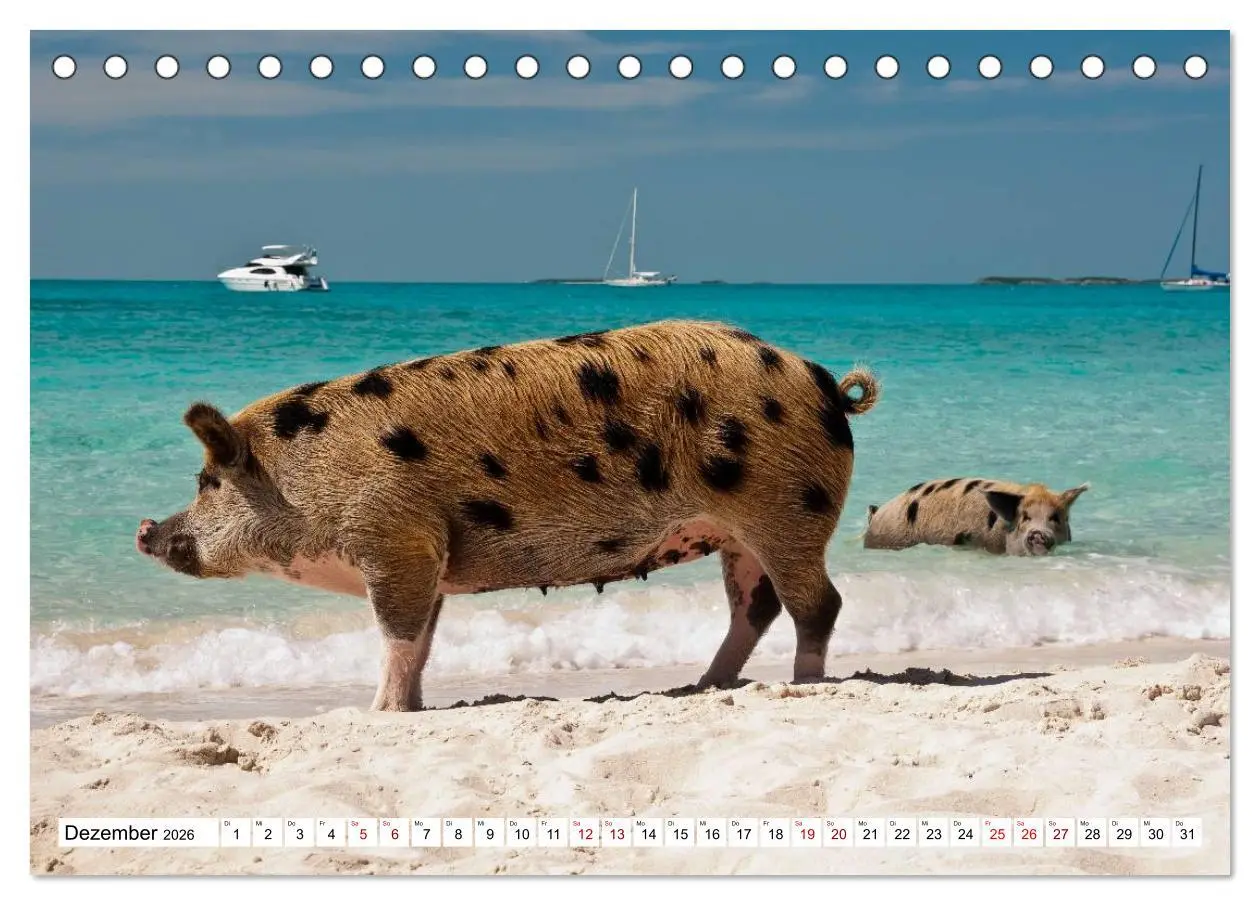 Bild: 9783457887417 | Schweine im Dauerurlaub auf den Bahamas! (Tischkalender 2026 DIN A5...