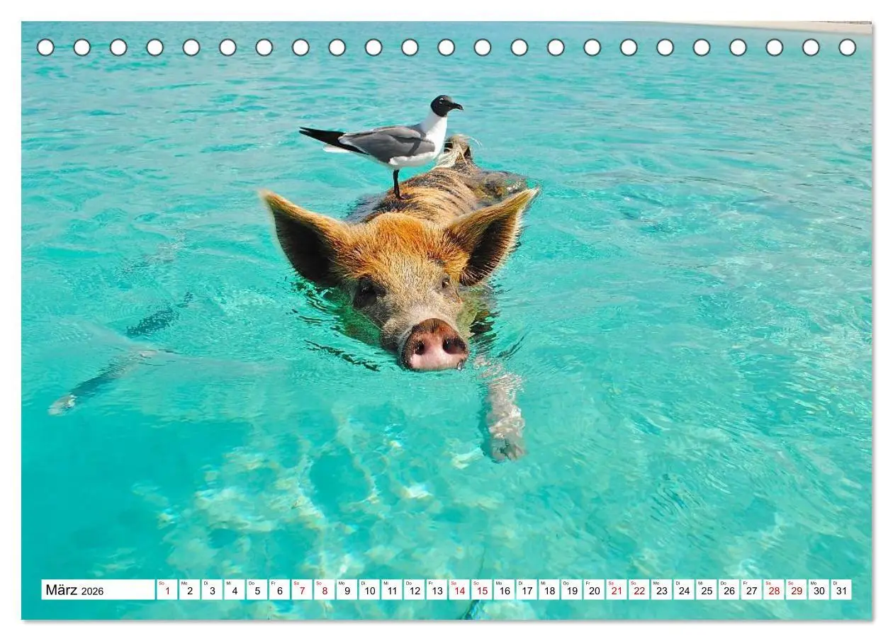 Bild: 9783457887417 | Schweine im Dauerurlaub auf den Bahamas! (Tischkalender 2026 DIN A5...