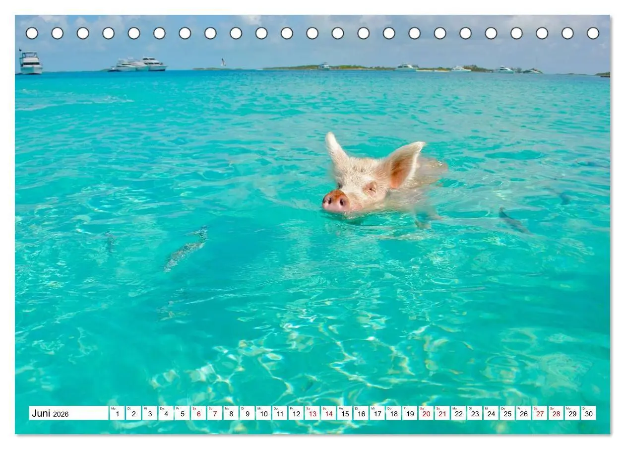 Bild: 9783457887417 | Schweine im Dauerurlaub auf den Bahamas! (Tischkalender 2026 DIN A5...