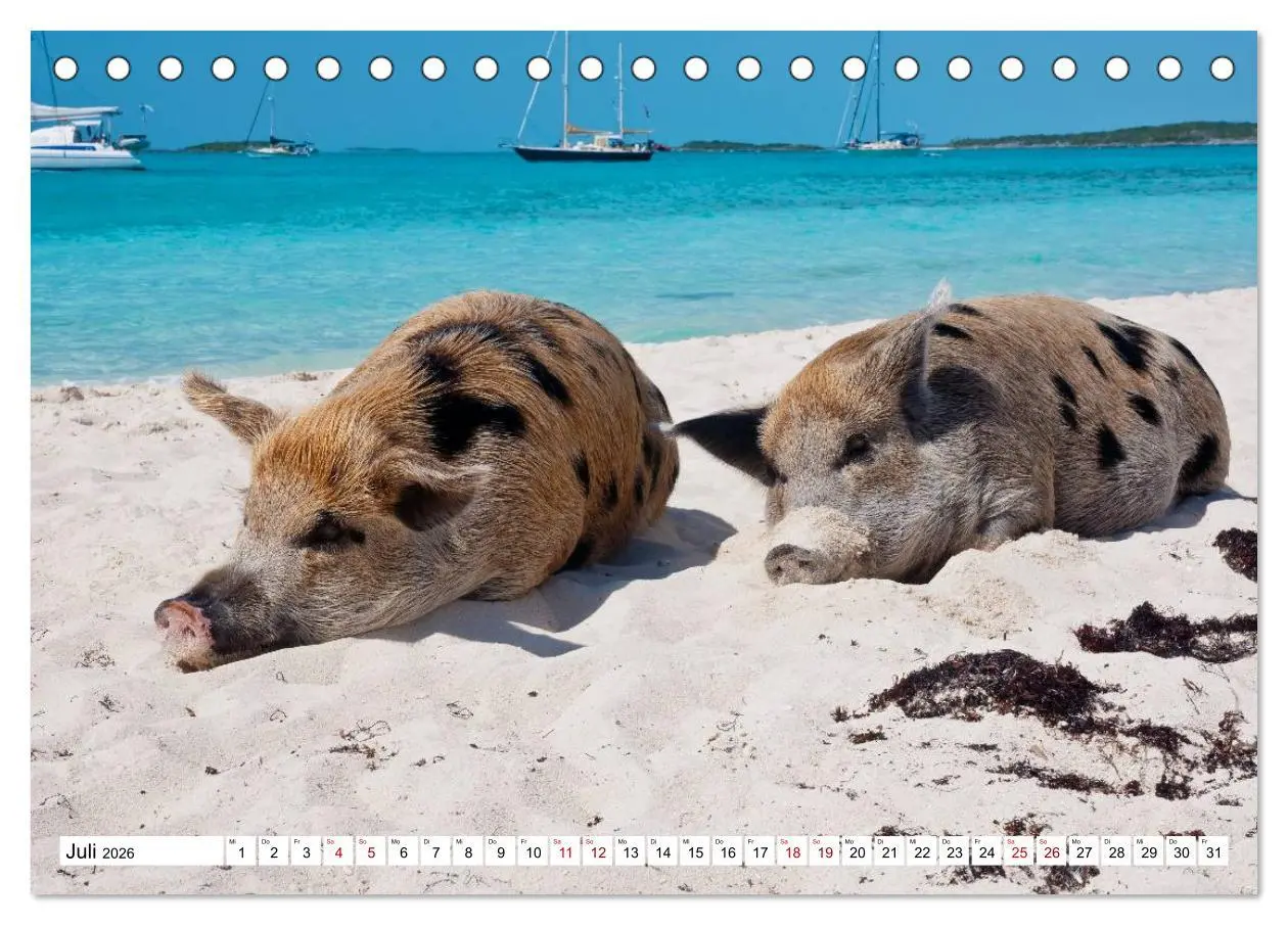 Bild: 9783457887417 | Schweine im Dauerurlaub auf den Bahamas! (Tischkalender 2026 DIN A5...