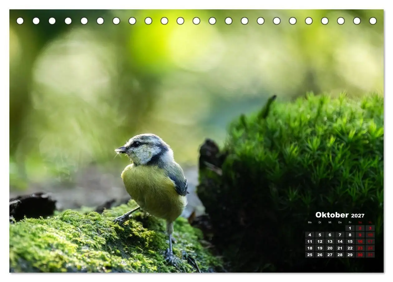 Bild: 9783569207417 | Vögel in heimischen Wäldern (Tischkalender 2027 DIN A5 quer),...