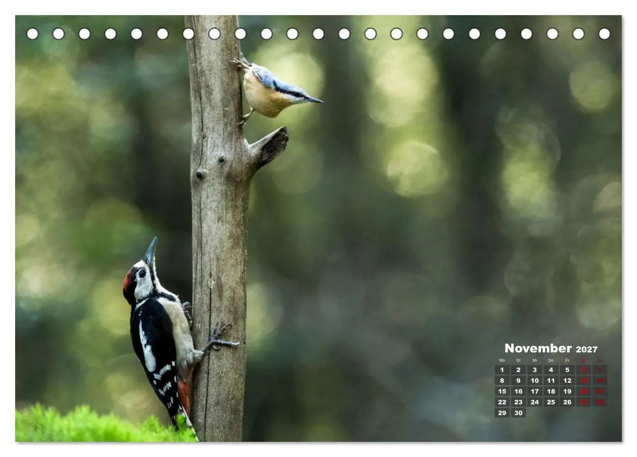 Bild: 9783569207417 | Vögel in heimischen Wäldern (Tischkalender 2027 DIN A5 quer),...