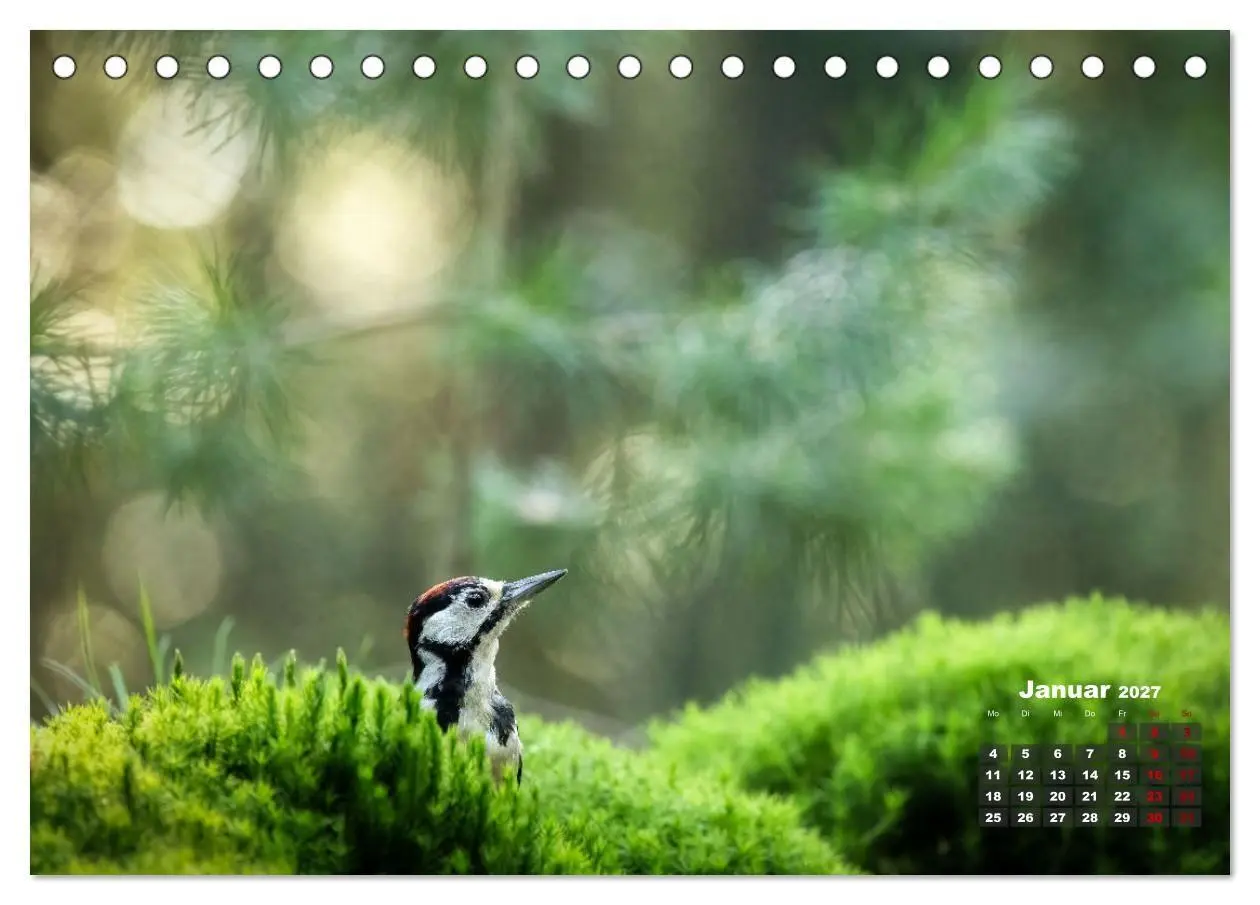 Bild: 9783569207417 | Vögel in heimischen Wäldern (Tischkalender 2027 DIN A5 quer),...