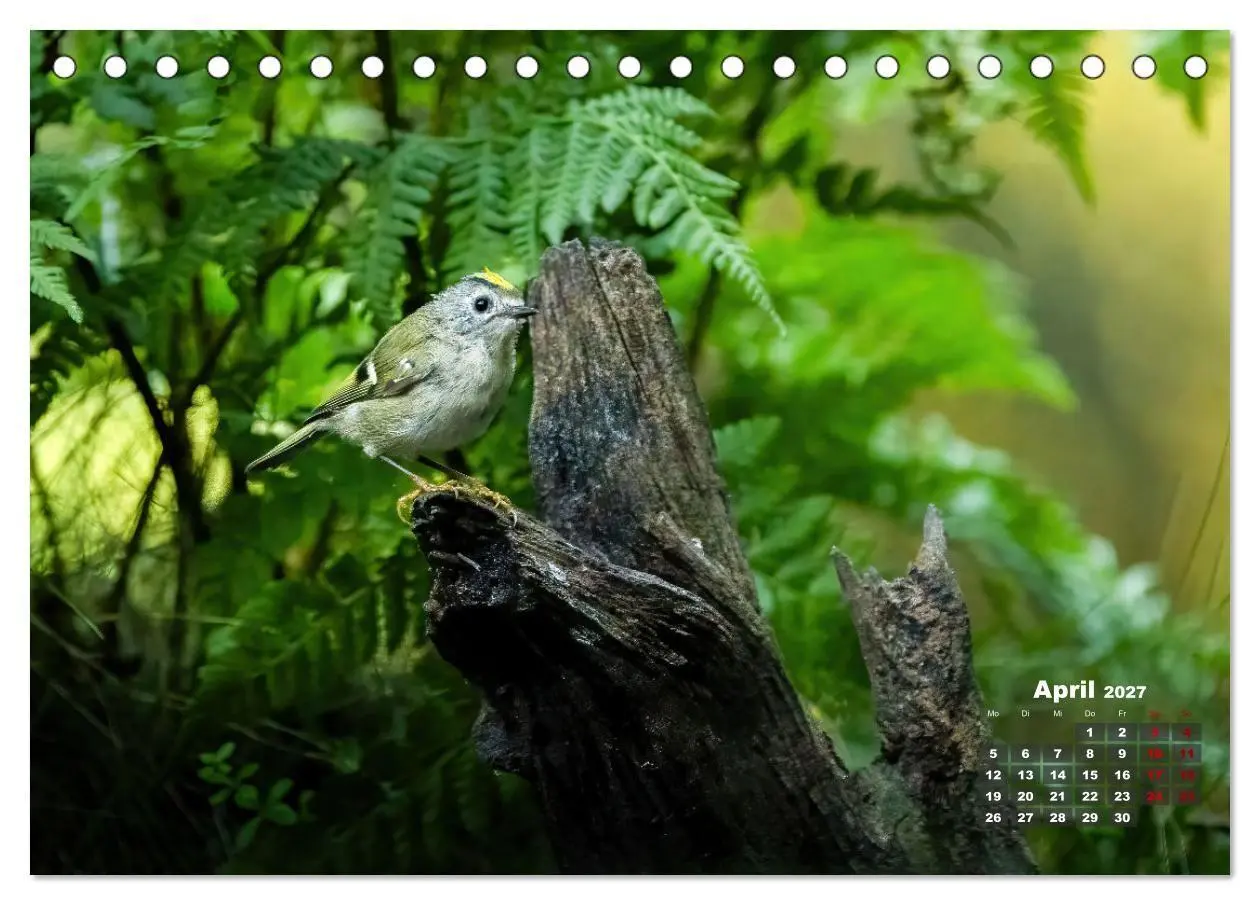 Bild: 9783569207417 | Vögel in heimischen Wäldern (Tischkalender 2027 DIN A5 quer),...
