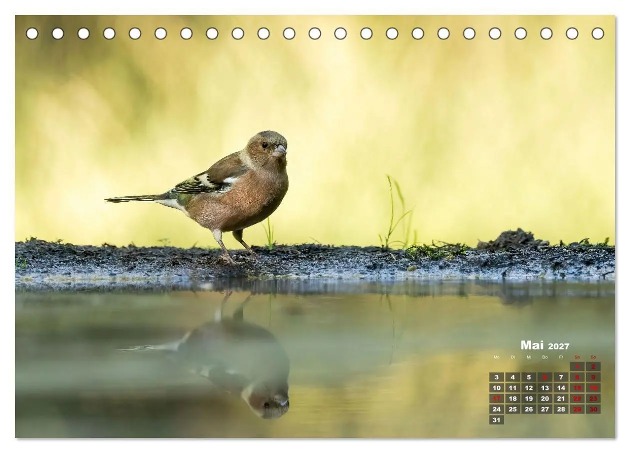 Bild: 9783569207417 | Vögel in heimischen Wäldern (Tischkalender 2027 DIN A5 quer),...