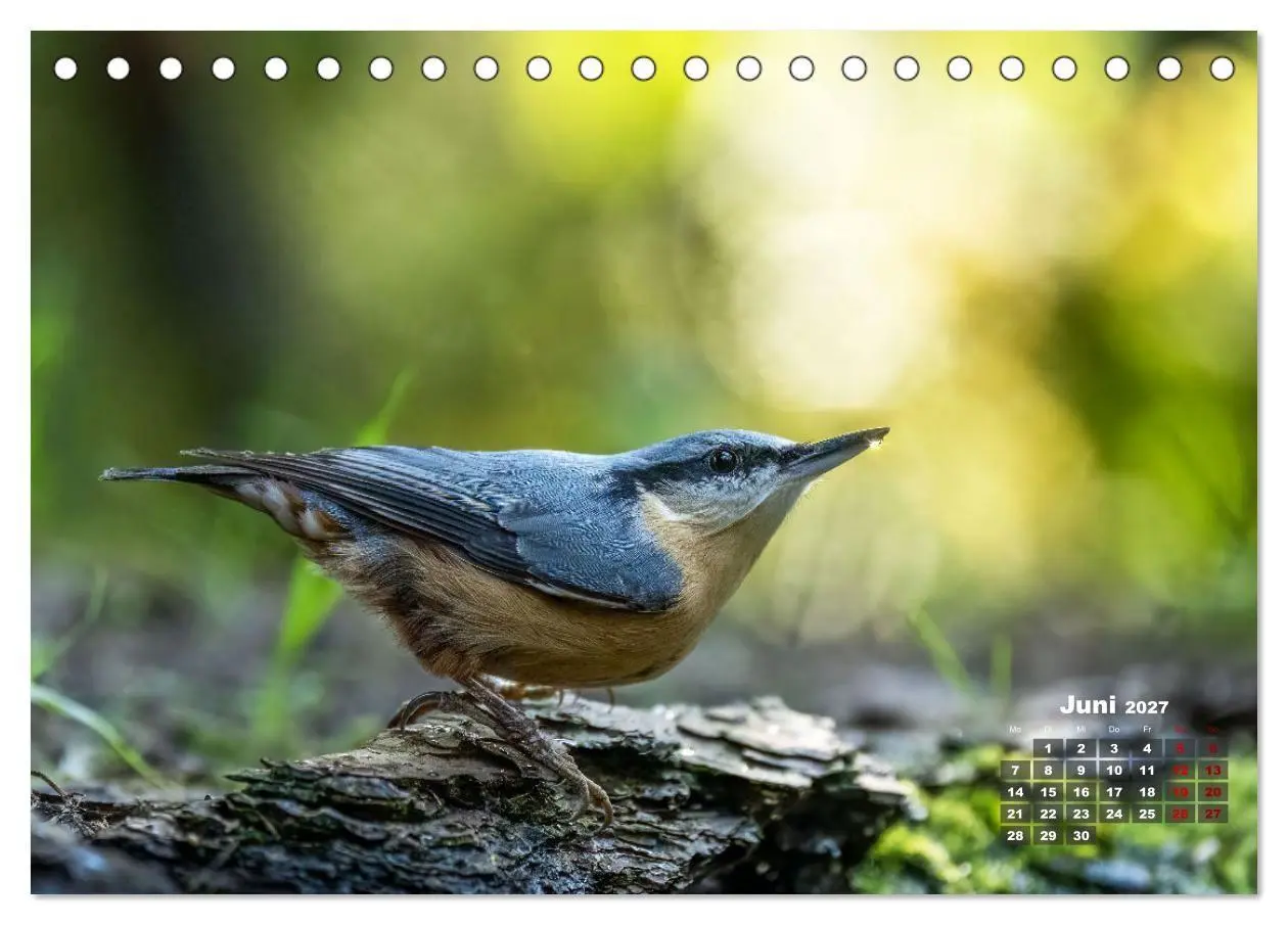 Bild: 9783569207417 | Vögel in heimischen Wäldern (Tischkalender 2027 DIN A5 quer),...