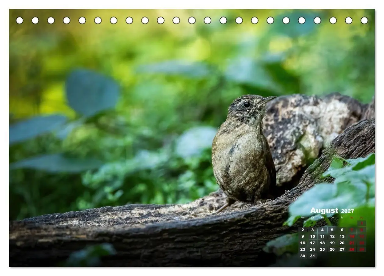 Bild: 9783569207417 | Vögel in heimischen Wäldern (Tischkalender 2027 DIN A5 quer),...
