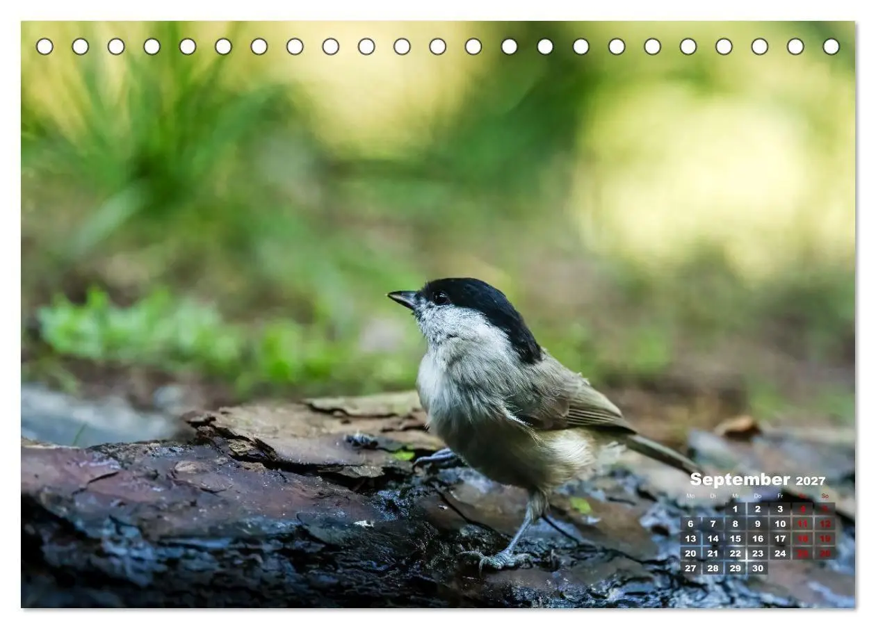 Bild: 9783569207417 | Vögel in heimischen Wäldern (Tischkalender 2027 DIN A5 quer),...
